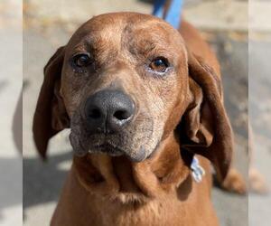 Redbone Coonhound Dogs for adoption in Fairfax, VA, USA