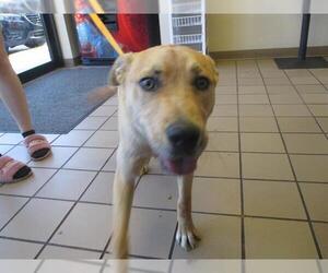 German Shepherd Dog-Unknown Mix Dogs for adoption in Ocala, FL, USA