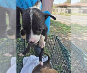 Mutt Dogs for adoption in San Antonio, TX, USA