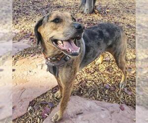 Catahoula Leopard Dog-Unknown Mix Dogs for adoption in Colorado Springs, CO, USA