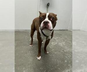 Boston Terrier Dogs for adoption in Rosenberg, TX, USA