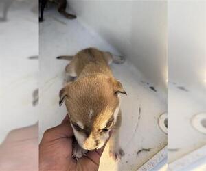 Labsky Dogs for adoption in Houston, TX, USA