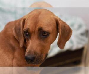 Redbone Coonhound Dogs for adoption in Lacombe, LA, USA