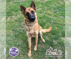 German Shepherd Dog Dogs for adoption in Irvine, CA, USA