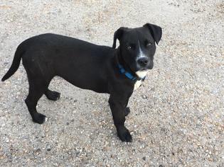 Labrador Retriever-Unknown Mix Dogs for adoption in Tuskegee, AL, USA