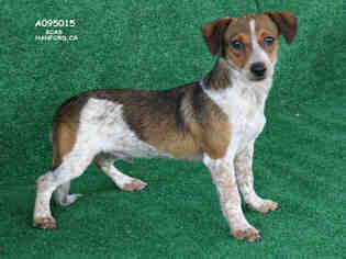 Beagle Dogs for adoption in Hanford, CA, USA