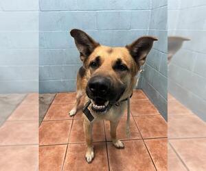 German Shepherd Dog Dogs for adoption in Downey, CA, USA