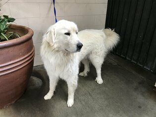 Great Pyrenees Dogs for adoption in pomona, CA, USA