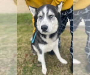Siberian Husky Dogs for adoption in Aurora, IN, USA