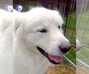 Great Pyrenees Dogs for adoption in Spring, TX, USA