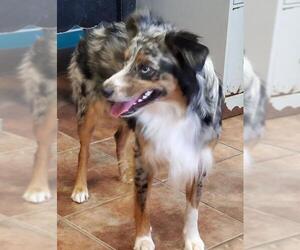 Australian Shepherd Dogs for adoption in Amarillo, TX, USA
