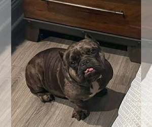 Miniature Bull Terrier-Unknown Mix Dogs for adoption in Germantown, OH, USA