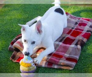 Gerberian Shepsky Dogs for adoption in Tallahassee, FL, USA