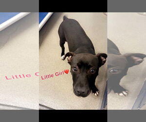 Labrador Retriever-Unknown Mix Dogs for adoption in Sterling, MA, USA