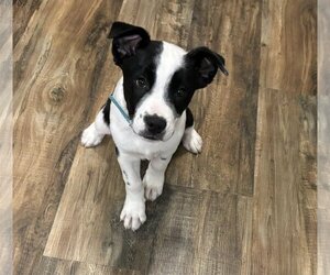 Border Collie-Unknown Mix Dogs for adoption in Manchester, IA, USA