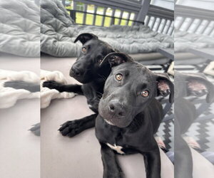 Labrador Retriever-Unknown Mix Dogs for adoption in Garner, NC, USA