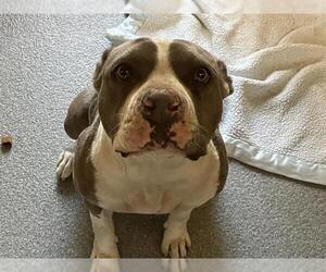 American Pit Bull Terrier Dogs for adoption in Orange, CA, USA