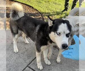 Huskies -Unknown Mix Dogs for adoption in San Antonio, TX, USA