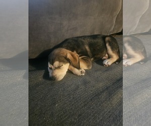 Huskies -Labrador Retriever Mix Dogs for adoption in Mechanicsburg, PA, USA