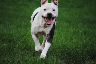 Small American Pit Bull Terrier