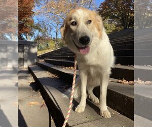Great Pyrenees-Unknown Mix Dogs for adoption in Brooklyn, NY, USA