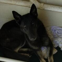 German Shepherd Dog Dogs for adoption in Roanoke, VA, USA