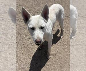Siberian Husky-Unknown Mix Dogs for adoption in Incline Village, NV, USA