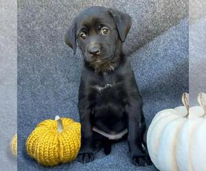 Mutt Dogs for adoption in San Diego, CA, USA