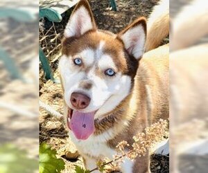 Siberian Husky Dogs for adoption in Salinas, CA, USA