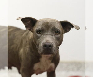 American Staffordshire Terrier-Unknown Mix Dogs for adoption in San Antonio, TX, USA