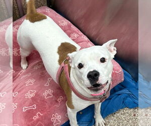 Bullboxer Pit Dogs for adoption in Martinsburg, WV, USA