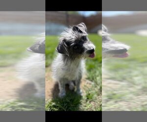 Cairn Terrier Dogs for adoption in Menifee, CA, USA