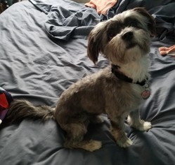 Shih Apso Dogs for adoption in St. Paul, MN, USA