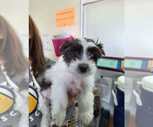 Mutt Dogs for adoption in Candler, NC, USA