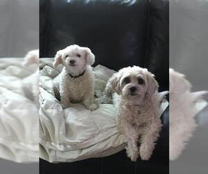 Mal-Shi Dogs for adoption in Boston, MA, USA