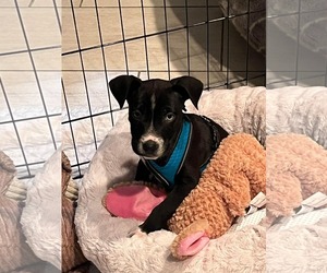 Huskies -Labrador Retriever Mix Dogs for adoption in Mechanicsburg, PA, USA