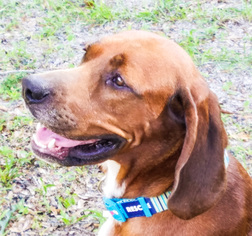 Redbone Coonhound Dogs for adoption in DeLand, FL, USA