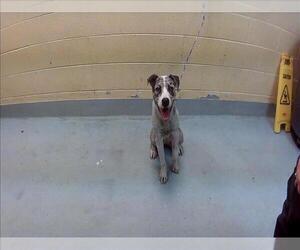 Catahoula Leopard Dog-Unknown Mix Dogs for adoption in Tulsa, OK, USA