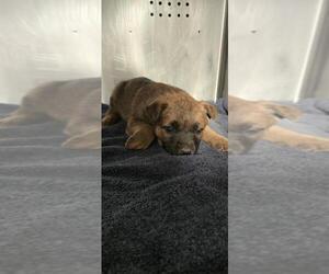 German Shepherd Dog-Unknown Mix Dogs for adoption in Rancho Cucamonga, CA, USA