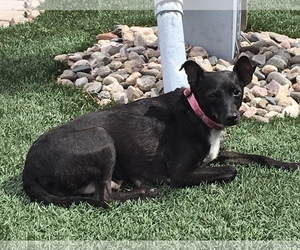 Chipin Dogs for adoption in Queen Creek, AZ, USA