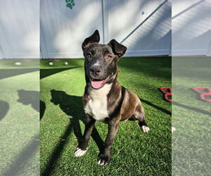 Feist Terrier-Unknown Mix Dogs for adoption in Elmsford, NY, USA