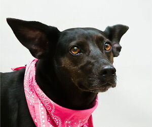 Mutt Dogs for adoption in Sanford, FL, USA