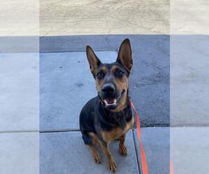 German Shepherd Dog-Unknown Mix Dogs for adoption in Bakersfield, CA, USA