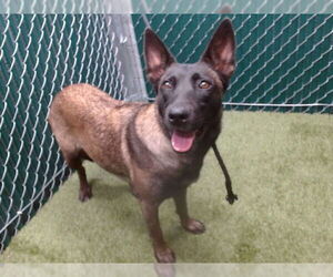 Mutt Dogs for adoption in Downey, CA, USA