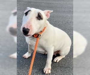 Bull Terrier Dogs for adoption in Salinas, CA, USA