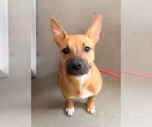 American Staffordshire Terrier-Unknown Mix Dogs for adoption in Perth Amboy, NJ, USA
