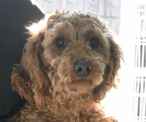 Poodle (Miniature) Dogs for adoption in San Ramon, CA, USA