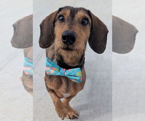 Dachshund-Unknown Mix Dogs for adoption in Shelbyville, TN, USA