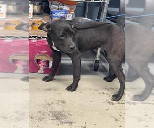 Labrador Retriever-Unknown Mix Dogs for adoption in Tallahassee, FL, USA