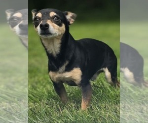 Rat Terrier-Unknown Mix Dogs for adoption in Cuba, NY, USA